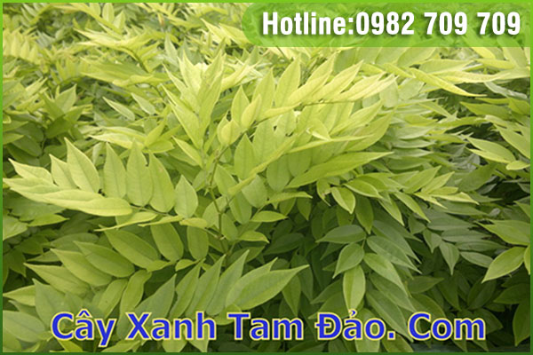 Giống cây sưa đỏ